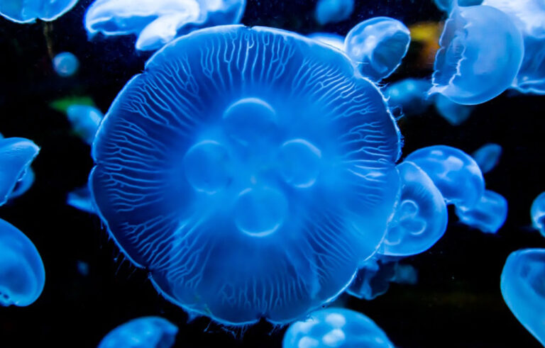 Amazing Bioluminescent Organisms Free The Ocean