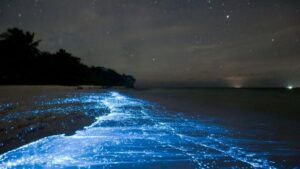 Images of the Milky Seas Phenomenon - Free The Ocean