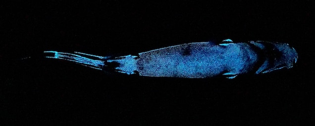 Glow in the Dark Deep-Sea Species - Free The Ocean