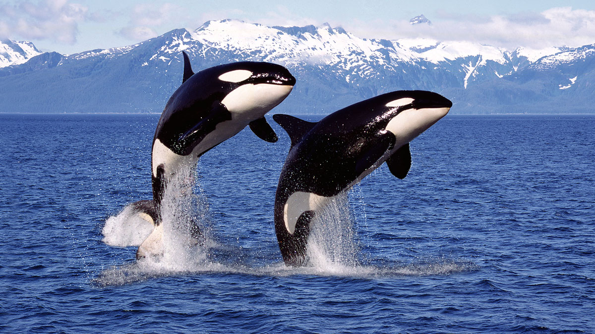 Images of Orcas Free The Ocean