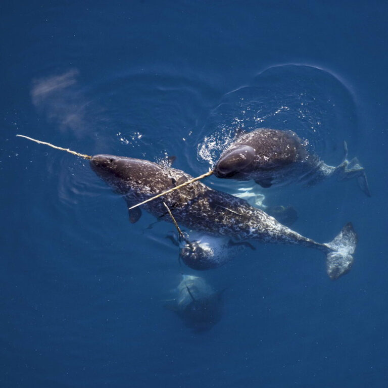 Images of Narwhals Free The Ocean