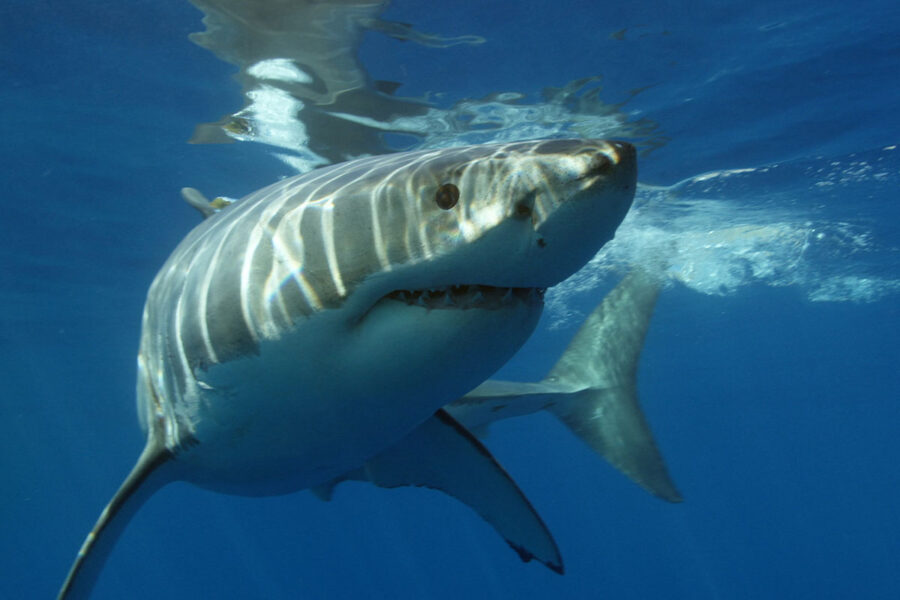 why do great white sharks travel long distances