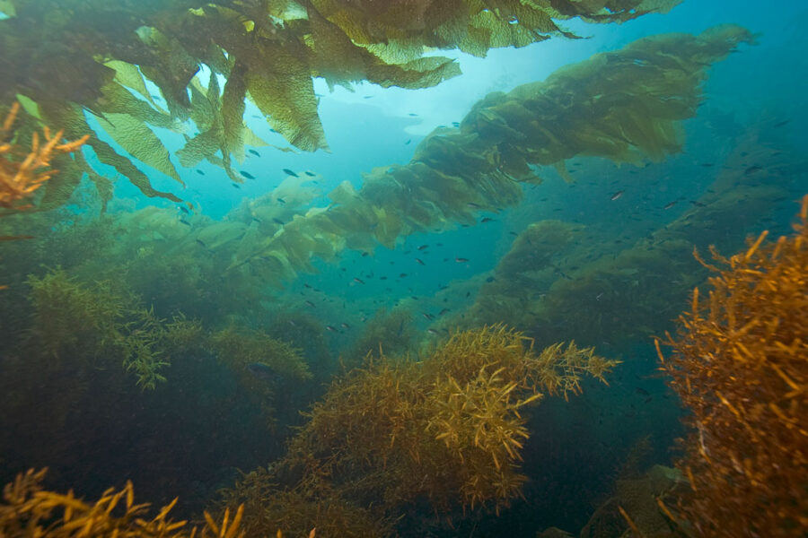 7 Unexpected Ways Seaweed Benefits the Planet - Free The Ocean