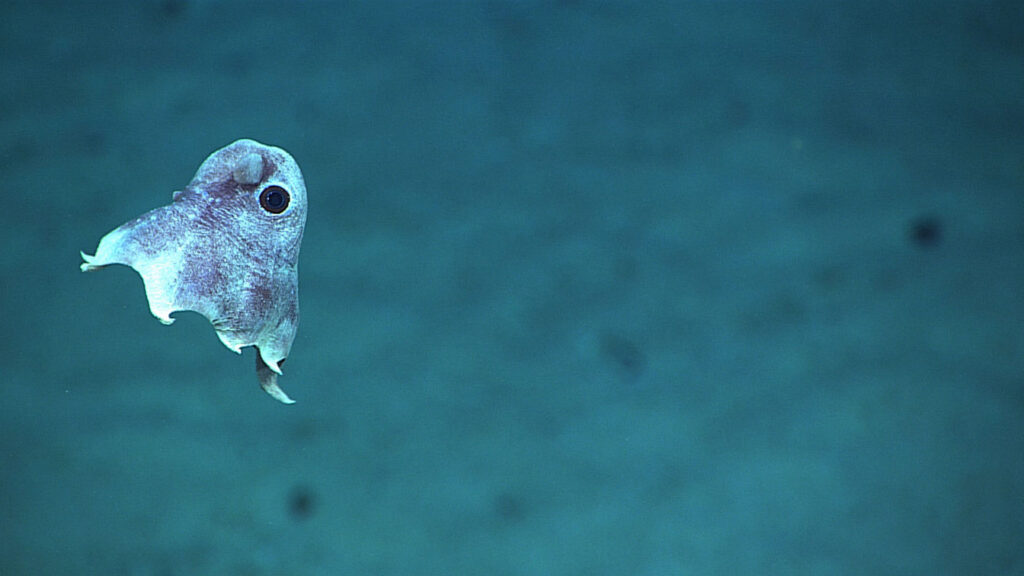 5-interesting-facts-about-the-dumbo-octopus-free-the-ocean