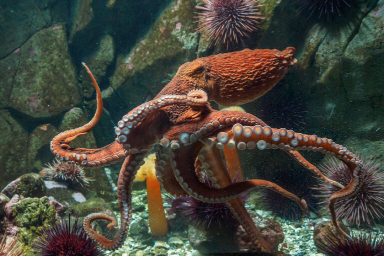 5 Fascinating Facts About the Giant Pacific Octopus - Free The Ocean