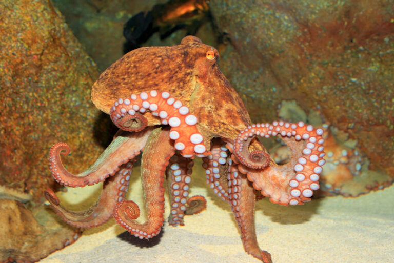 5 Fascinating Facts About the Giant Pacific Octopus - Free The Ocean