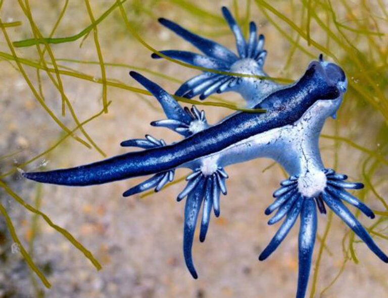 5 Interesting Things You Should Know About Blue Dragons - Free The Ocean