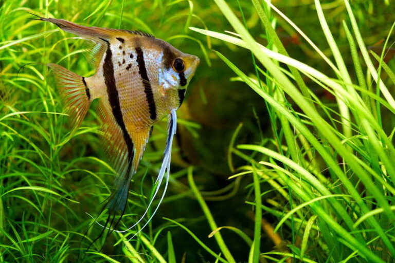 5 Interesting Facts About Angelfish - Free The Ocean