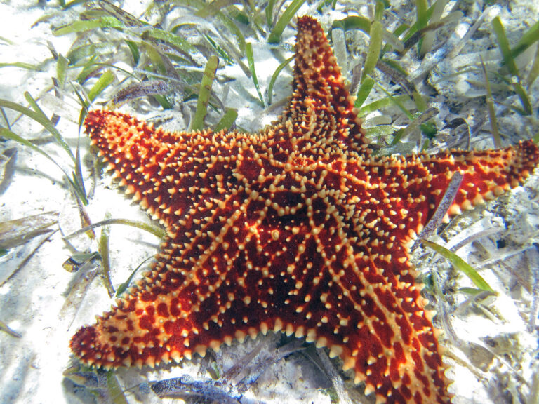 7 Interesting Facts About Starfish | Free The Ocean