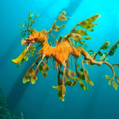 Enchanting gallery of seahorses - the unicorn of the sea